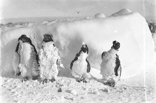 Ice-caked Adelie penguins after a blizzard; Cape Denison