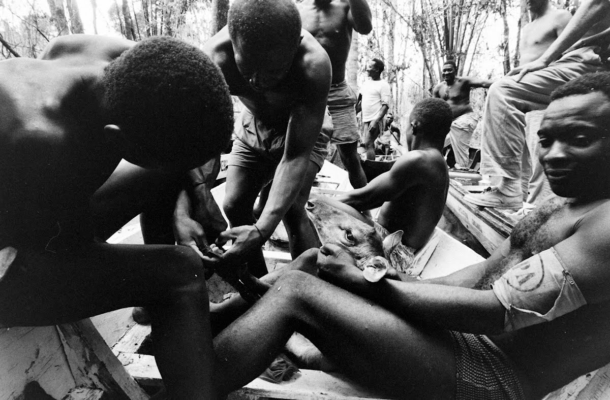 Operation Gwamba