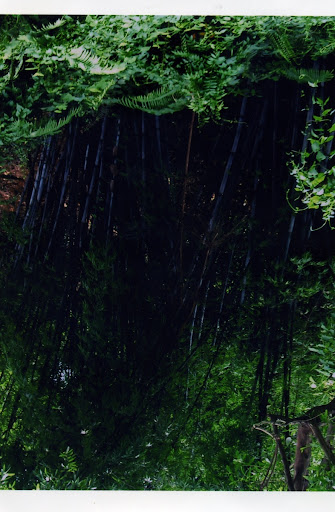 Single Bamboo forest