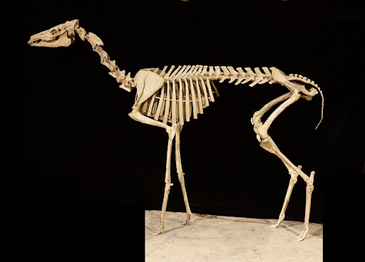 Early camel