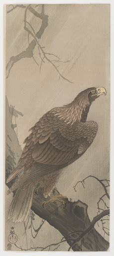 Hawk perched on a tree branch