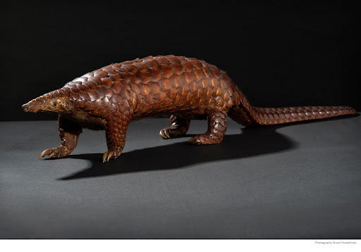 Sunda Pangolin