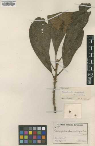 Pouteria densinervia (K.Krause) Baehni