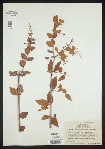 Sageretia (common name Mock Buckthorn) specimen