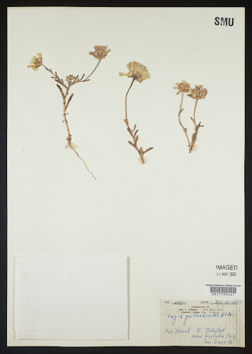 Layia (common name Tidytips) specimen