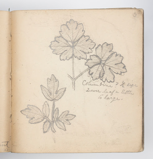 Sketchbook Page: Columbine