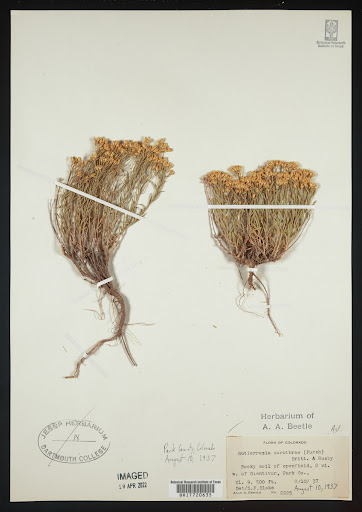 Gutierrezia sarothrae specimen from United States