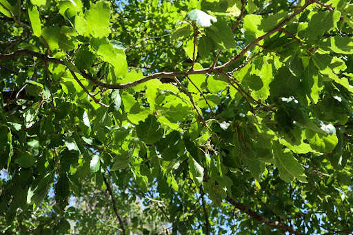 Oak leaves in summer, Woodend Avenue of Honour