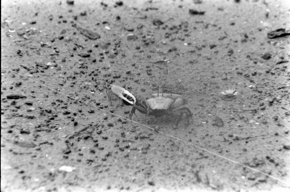 Southeast Asia Wildlife: Sarawak