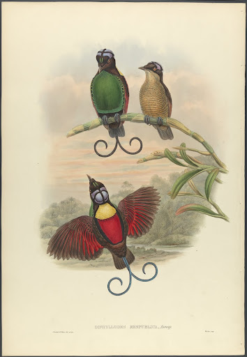 Blue-headed Bird of Paradise, Diphyllodes respublica