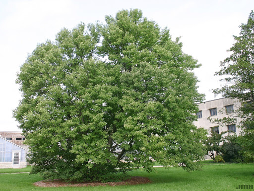 Cercidiphyllum japonicum Sieb. & Zucc. (katsura tree), tree form