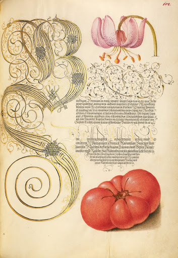 Martagon Lily and Tomato