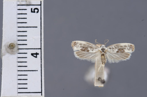 Ethmia elutella