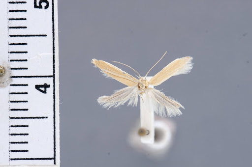 Holcocera lepidophaga
