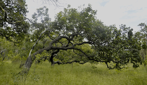 Árvore de Caryocar brasiliense (pequi)