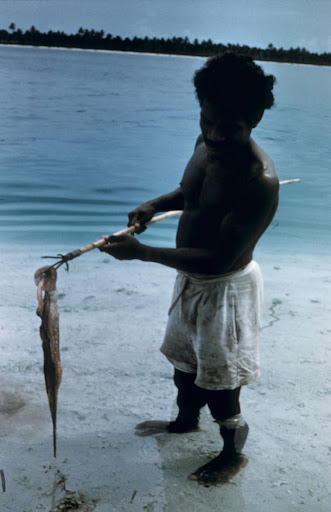 A fisherman caught a cephalopod, Raja Ampat Islands