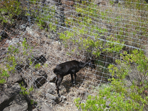 Fencing Protects Restoration Site from Invasive Goats