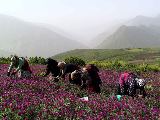 Shekar- dasht or picking spring flowers is a popular activity across the Provinces