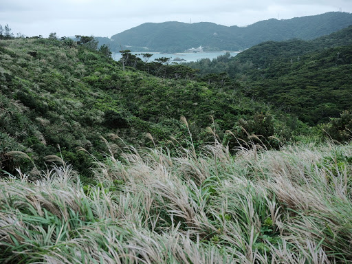 Vegetation of Kerama Islands