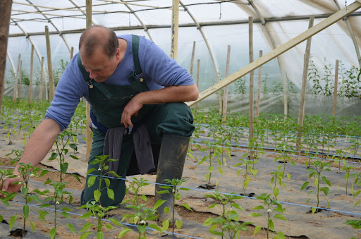 Basque Country and Seignanx Mild Chili Pepper