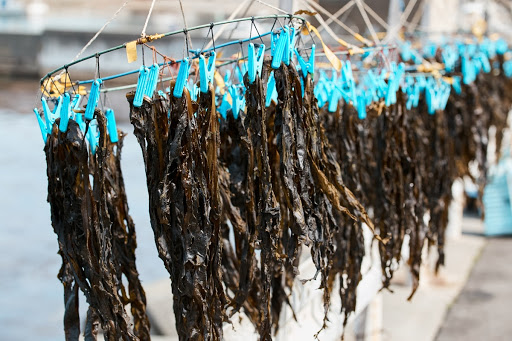 Wakasa seaweed sun dried