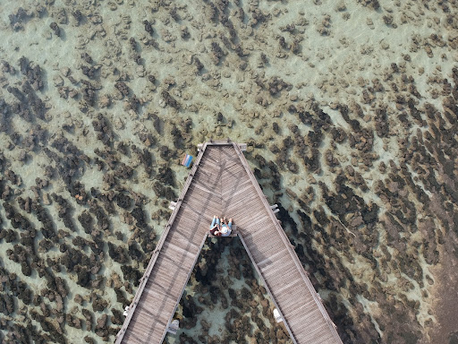 Stromatolites at Hamelin Pool Marine Nature Reserve