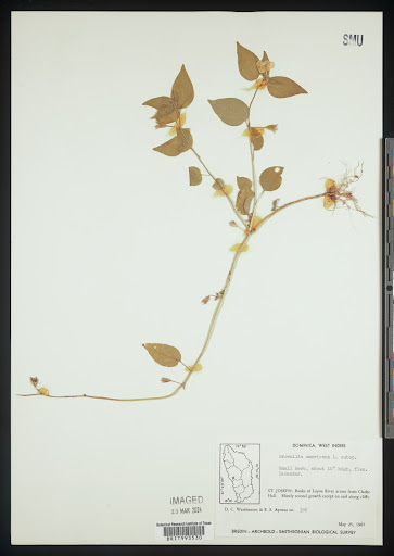 Browallia (common name Browallia) specimen