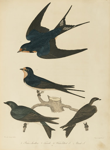 American Ornithology Vol. V, Plate 38