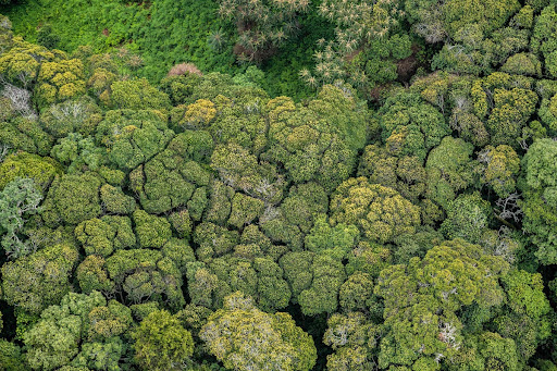 Canopy, Nyungwe National Park