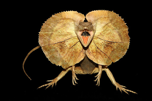 Frilled Lizard