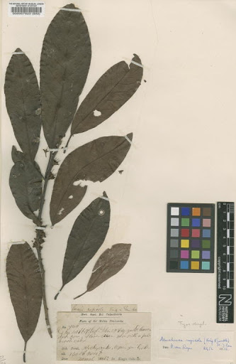 Madhuca rupicola H.J.Lam