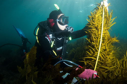 Measuring kelp forest data