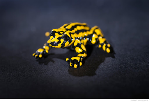 Northern Corroboree Frog
