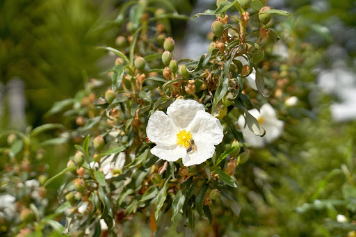 The pringy rockrose