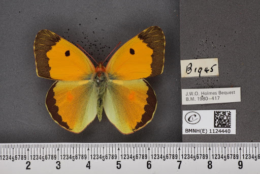 Colias croceus (Fourcroy, 1785)