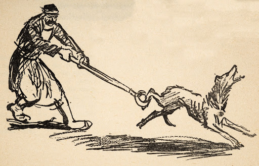 Capture of the street dogs.