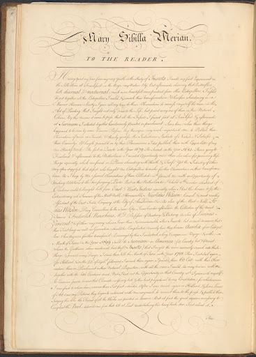 William Chinnery's translation of Maria Sibylla Merian's 'To the Reader'