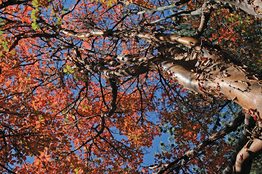 Paper-barked maple (Acer griseum)