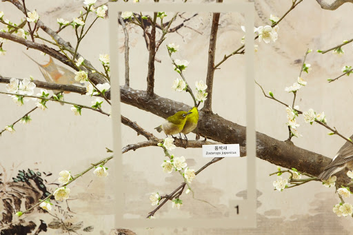 Japanese White-eye (Zosterops japonicus)
