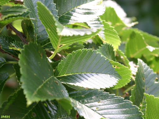 Ulmus 'Morton Red Tip' (DANADA CHARM ™), leaves