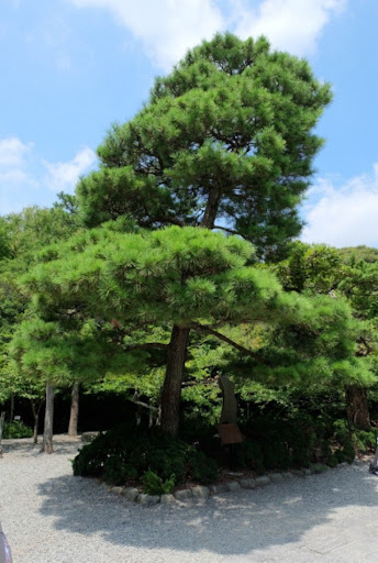 Pine Tree planted by King Prajadhipok at Kotoku-in, Kamakura