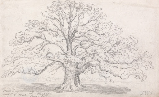 Mr. Howard's Large Oak, August 5, 1820
