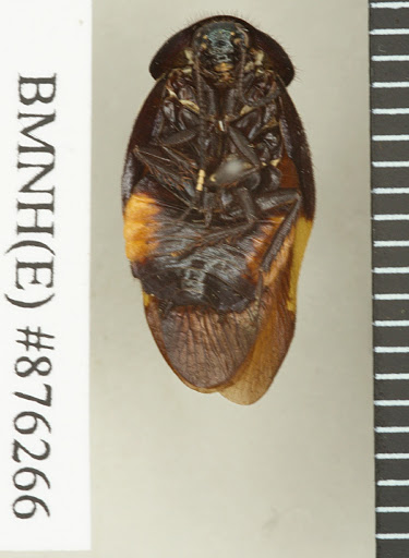 Eucorydia aenea aenea (Brunner von Wattenwyl, 1865)