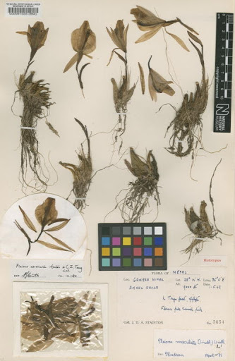 Pleione coronaria P.J.Cribb & C.Z.Tang