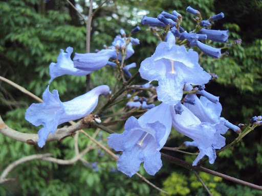 Jacaranda caerulea