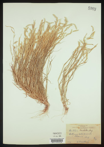 Bouteloua barbata (common name Sixweeks Grama) specimen