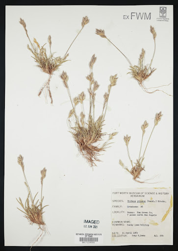 Tridens pilosus specimen from United States