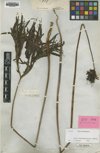 Tacca leontopetaloides (L.) Kuntze