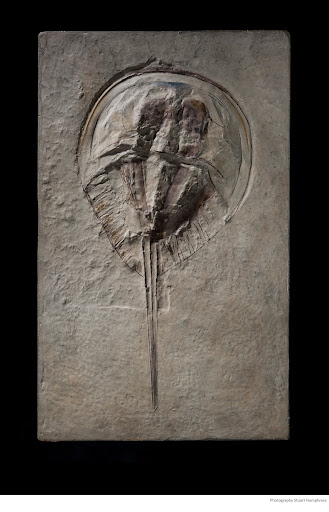 Fossil Giant Horseshoe Crab