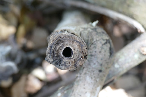 (Embaúba) Cecropia tree's hollow trunk
